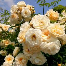 We did not find results for: 30 Flowers That Bloom In Summer Annuals And Perennials For Late Summer