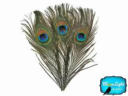 Bird With Big Feathers On Tail Wholesale Peacock Feathers 500 Pieces Natural Peacock Feather Tails With Eyes Bulk 3160 Peacock Feathers Feather Crafts Peacock Tail
