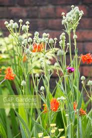 Image result for Helichrysum aureum