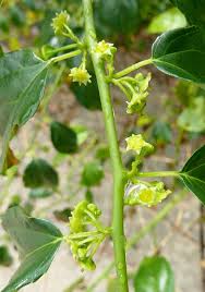 Image result for Colubrina asiatica