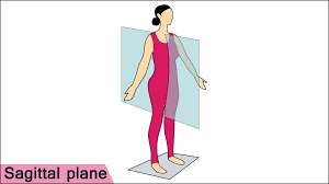 Sagittal Plane Sagittal Plane Human Greys Anatomy
