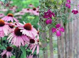 Der zierstrauch beginnt bereits im herbst, seine gelbe blütenpracht zu entfalten. Pinke Blumen Garten Fraulein Der Garten Blog