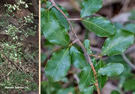 Image result for Ochna inermis
