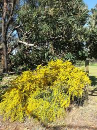 Image result for Acacia lasiopetala