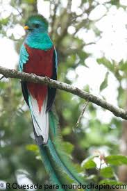 Birds That Start With Q In Spanish Bello Quetzal Pet Birds Animals Quetzal