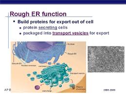 Check spelling or type a new query. Cell Endomembrane System Endoplasmic Reticulum Golgi Apparatus Lysosomes