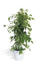 Portal Dedicado A La Decoracion De Espacios Para Toda La Familia Ficus Benjamina Plants Ficus