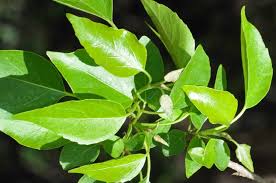 Image result for Cordia afra