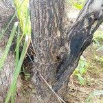 Image result for Vitex ferruginea