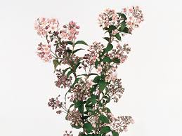Image result for Deutzia x hybrida ′Mont Rose