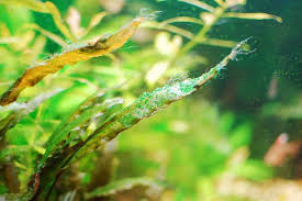Cyano Blue Green Algae Google Search Aquarium Algae Aquascape Algae