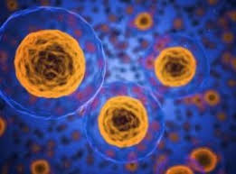 Avvertenze e possibili controindicazioni della carnitina. L Carnitina A Cosa Serve E Quando Assumerla Con Alimenti O Integratori Per Dimagrire Sport E Studio Inversaonlus