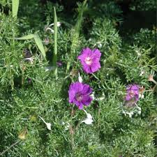 Image result for Geranium incanum