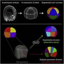 Cell division and plant development. Genetic Control Of Plant Development By Overriding A Geometric Division Rule Sciencedirect