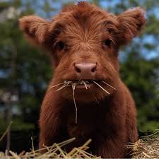 Ashley On Instagram Sorry Did You Say Something I Couldn T Hear You Over The Sound Of My Chomping Pc Fluffy Cows Cute Baby Cow Baby Animals Pictures