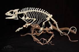 Share again » close « back share this with friends! Anatomy Madcham De
