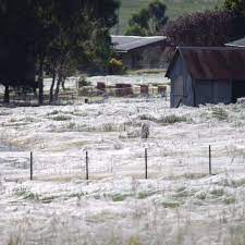 Australien wirft britische kolumnistin nach quarantäneverstoß aus dem land. Spinnenplage In Australien Panorama