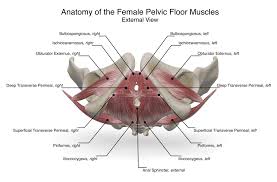 Reproduction system pelvis female woman reproductive system pelvic floor women female bladder and urethra female pelvic floor pelvis woman pelvic floor health woman incontinence pelvis muscles. Artstation Female Pelvic Floor Anatomy Aimee Hutchinson