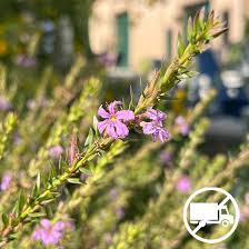 Image result for Lythrum