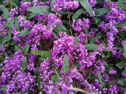 Image result for Hardenbergia comptoniana