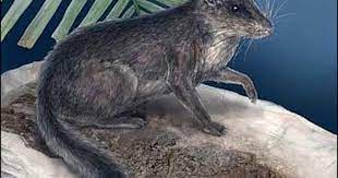 Having said this, most people confuse squirrel infestation with rat infestation, so it is important to know the difference between the two. Ancient Rat Squirrel Rediscovered Cbs News