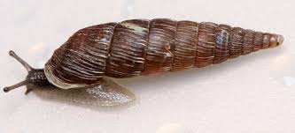 Image result for Alinula paradoxa