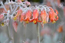 We did not find results for: Flowering Succulent With Orange Flowers In Melbourne Stock Photo Picture And Royalty Free Image Image 67798120