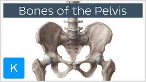 Two innominate bones and the sacrum to which coccyx is attached.; Bones Of The Pelvis Human Anatomy Kenhub Youtube
