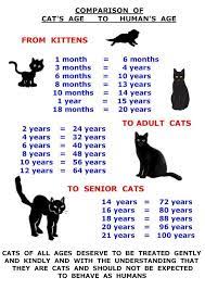 Cat Age Chart Cutecat About Cat At Catsincare Com Catfood Cat Ages Cats Feral Cats