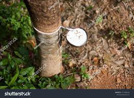 We did not find results for: Pokok Getah In English