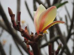 Image result for magnolie sunsation