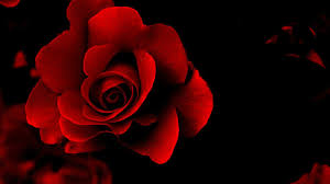 Beautiful Black And Red Rose Wallpaper Hd Red Flowers Wallpaper High Definition Red Flower Wallpaper Red Flowers Rose Wallpaper