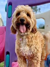 The golden retriever breed originated from gun dogs in scotland. Cockapoo Puppies Scotland Home Facebook