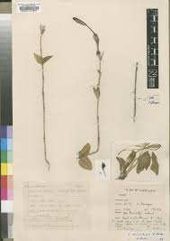 Image result for Ceropegia meyeri-johannis
