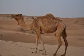 A camel has long eyelashes which do not allow flying sand to reach its eyes during a sandstorm. 6 Amazing Things We Should Learn From Camel Feet Stillunfold