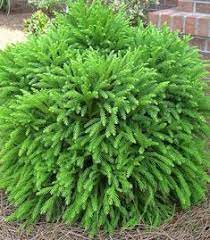 Dwarf english boxwood (buxus sempervirens 'suffruticosa') is not as colorful as some other small evergreen shrubs, but its classic green foliage is attractive in its own right. 56 Best Small Evergreen Shrubs Ideas In 2021 Evergreen Shrubs Shrubs Garden Shrubs