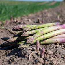 Image result for Asparagus aspergillus