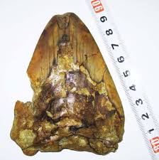 ヤフオク 日本の化石 千葉県銚子市の大型サメの歯 稀産メ