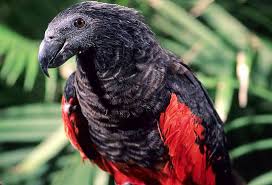 Its plumage is black, with greyish scaling to the chest, and a red belly. Parrot San Diego Zoo Animals Plants