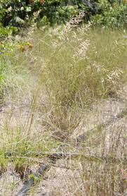 Image result for Eragrostis dinteri