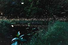 Sound and Light with Blue Ghost & Synchronizing Fireflies