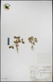 Image result for Craterostigma nummulariifolium