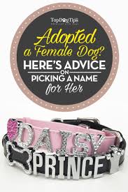 A bloodhound who is a close friend of lady in the movie lady and the tramp. Best Female Dog Names How To Pick A Name For A Female Dog