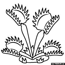 Feel free to print and color from the best 38+ venus fly trap coloring page at getcolorings.com. Venus Fly Trap Coloring Page
