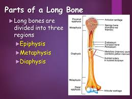 Inside the interior of the bone is the trabecular bone tissue, an open cell, porous network that is also called cancellous or spongy bone. Bone Structure Ppt Video Online Download