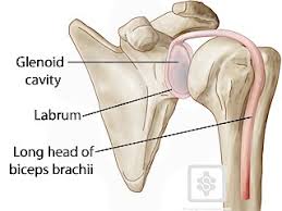 The labrum is the cartilage that lines the rim of the shoulder in order to keep the shoulder socket intact. Labral Tears Shoulderdoc