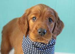 Berkley Puppies Puppy Finder Irish Setter Dogs