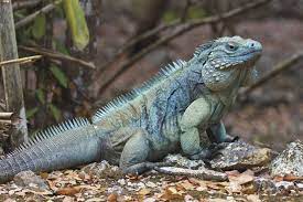 Breakthrough Blue Iguana Recovery Program Iguana Lizard Green Iguana