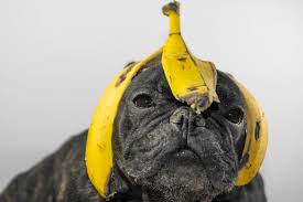 Check spelling or type a new query. How To Start A Pet Food Bank