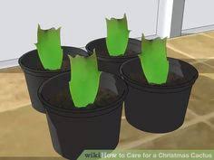 Holiday cacti (christmas, easter and thanksgiving cactus) planted that way will be the best decoration of your house especially if there's not sufficient the first thing that you should admit about christmas cactus is that it's more like a houseplant than a cactus in terms of care. 340 Christmas Cactus Ideas Christmas Cactus Cactus Christmas Cactus Care